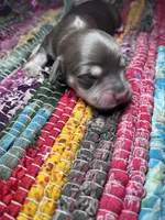 Saint Laurent - AKC , a male Miniature Dachshund for sale in Jacksonville, FL – 1 of 4