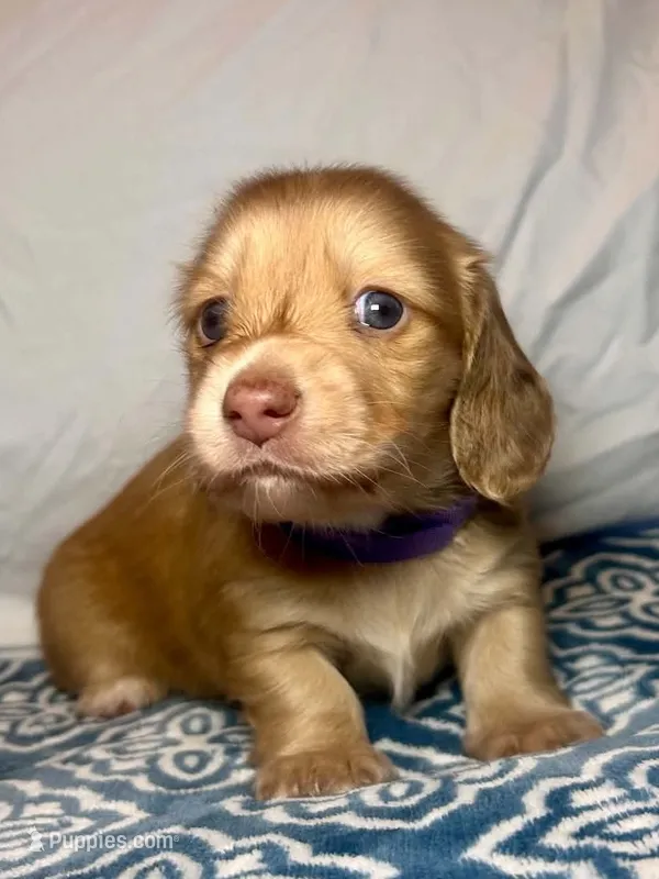 Celine - AKC – Miniature Dachshund puppy for sale in Jacksonville, FL