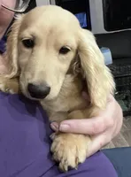 Gus - AKC, a male Dachshund for sale in Jacksonville, FL – 2 of 5