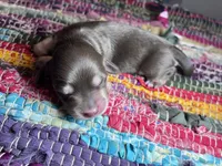 Saint Laurent - AKC , a male Miniature Dachshund for sale in Jacksonville, FL – 4 of 4