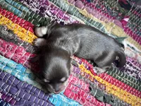 Saint Laurent - AKC , a male Miniature Dachshund for sale in Jacksonville, FL – 2 of 4