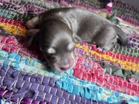 Saint Laurent - AKC , a male Miniature Dachshund for sale in Jacksonville, FL – 3 of 4