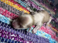 Celine - AKC, a female Miniature Dachshund for sale in Jacksonville, FL – 3 of 4