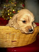 Gus - AKC, a male Dachshund for sale in Jacksonville, FL – 4 of 5