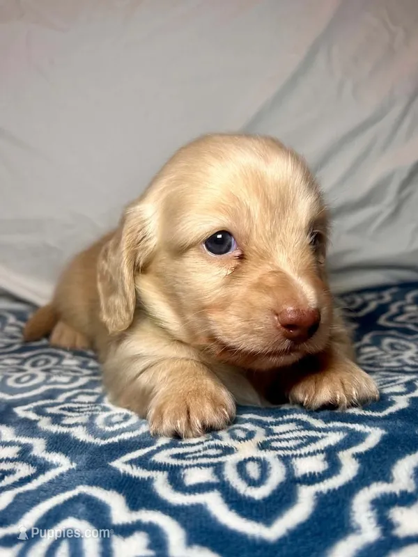 Gucci - AKC  – Miniature Dachshund puppy for sale in Jacksonville, FL