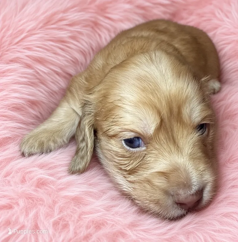 Celine - AKC – Miniature Dachshund puppy for sale in Jacksonville, FL