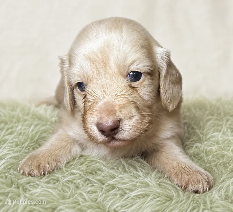 Gucci - AKC  – Miniature Dachshund puppy for sale in Jacksonville, FL