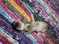 Celine - AKC, a female Miniature Dachshund for sale in Jacksonville, FL – 4 of 4