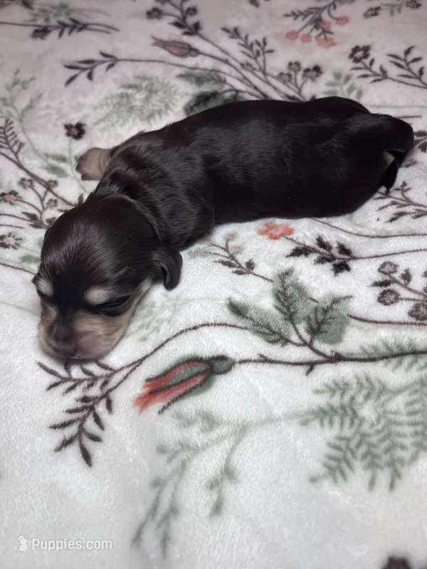 Saint Laurent - AKC  – Miniature Dachshund puppy for sale in Jacksonville, FL