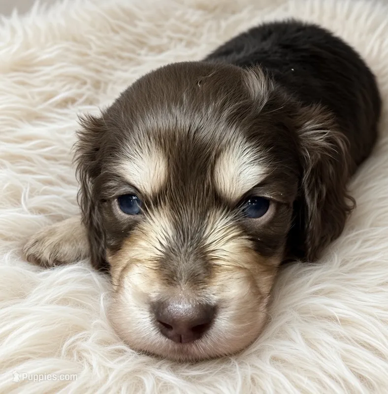 Saint Laurent - AKC  – Miniature Dachshund puppy for sale in Jacksonville, FL