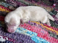 Gucci - AKC , a male Miniature Dachshund for sale in Jacksonville, FL – 3 of 3