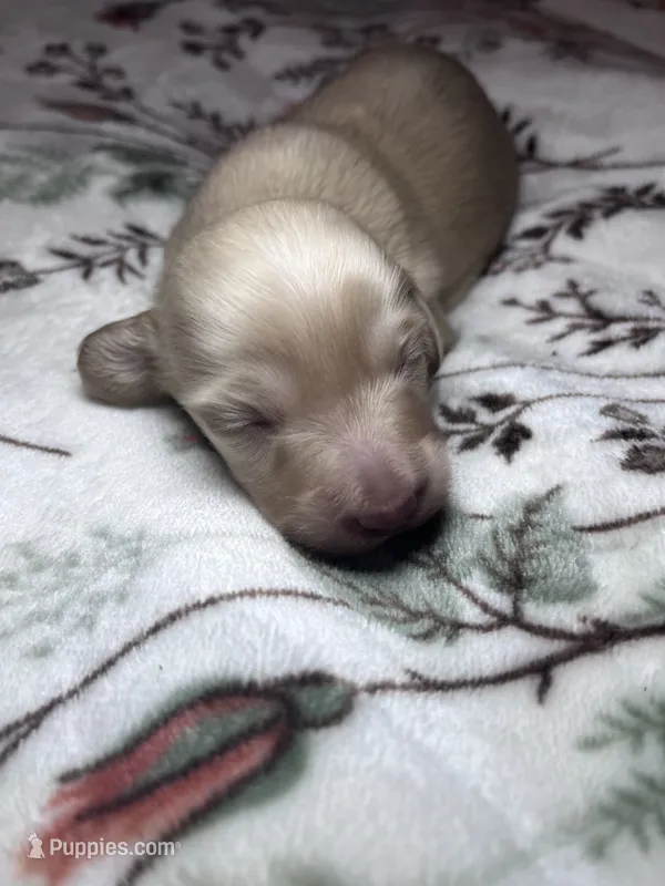 Gucci - AKC  – Miniature Dachshund puppy for sale in Jacksonville, FL