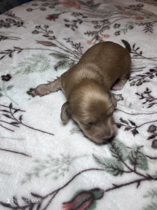 Celine - AKC – Miniature Dachshund puppy for sale in Jacksonville, FL