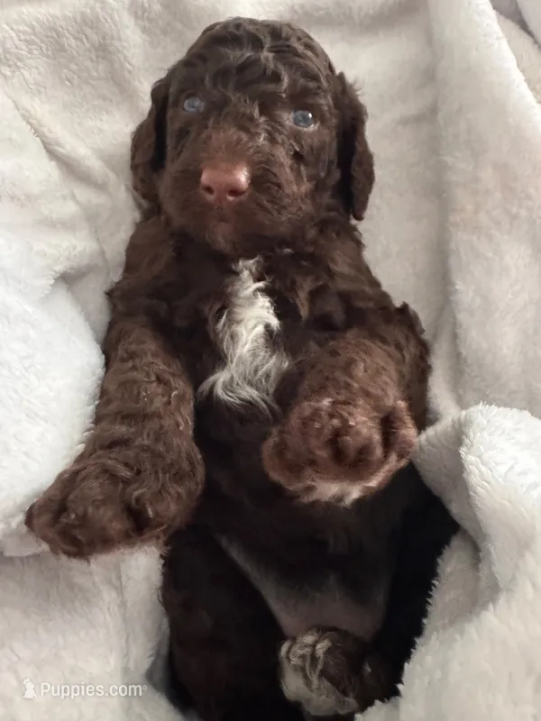 Luna  – Goldendoodle puppy for sale in Winter Haven, FL