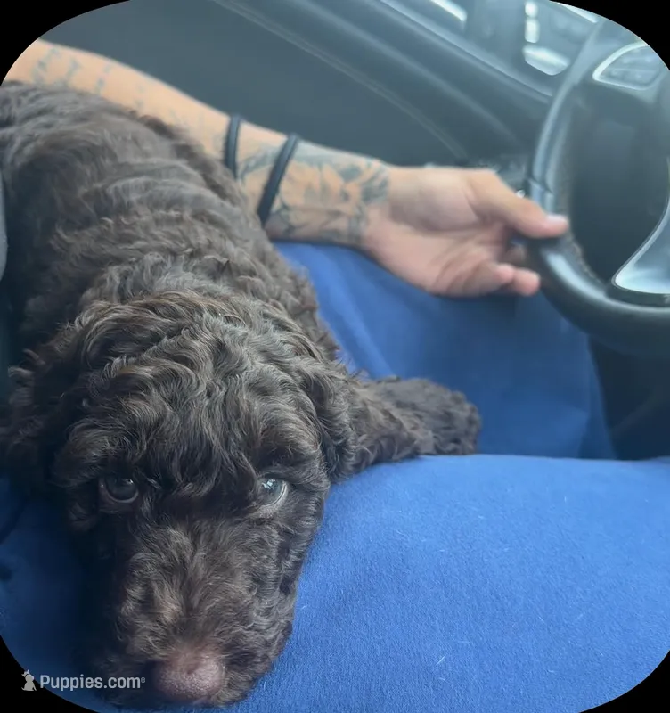 Sol  – Goldendoodle puppy for sale in Winter Haven, FL