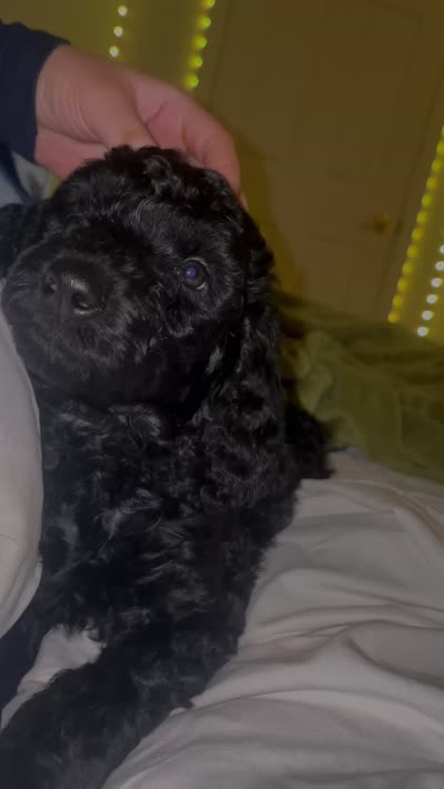 Amora , a female Goldendoodle for sale in Winter Haven, FL – 1 of 1