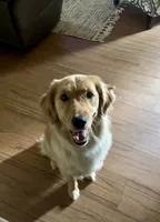 Honey, a female Golden Retriever for sale in Dardanelle, AR – 1 of 7