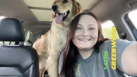 Honey, a female Golden Retriever for sale in Dardanelle, AR – 2 of 7