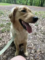 Honey, a female Golden Retriever for sale in Dardanelle, AR – 6 of 7
