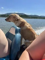 Honey, a female Golden Retriever for sale in Dardanelle, AR – 4 of 7