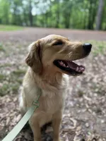 Honey, a female Golden Retriever for sale in Dardanelle, AR – 3 of 7