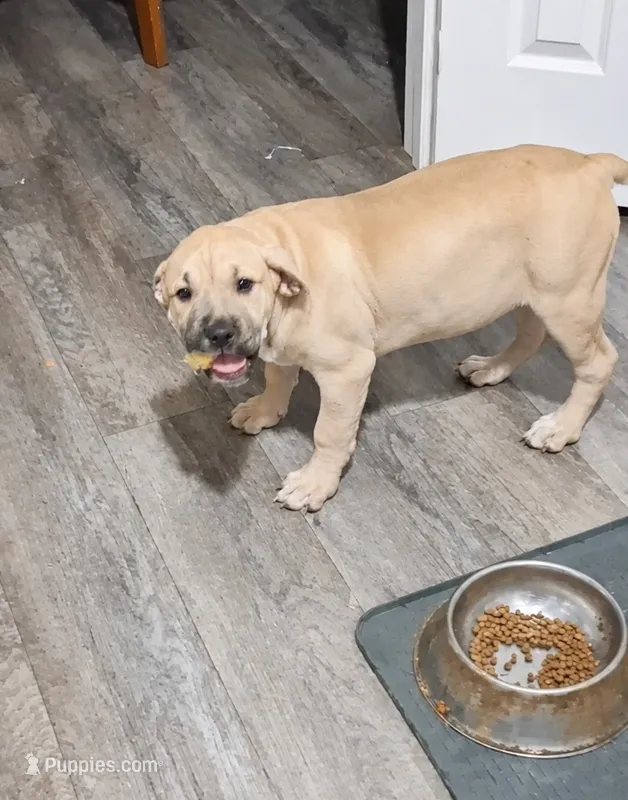 Tan pup – American Bully, Cane Corso puppy for sale in Martinsburg, WV