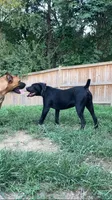 Luna, a female American Bully and Cane Corso for sale in Martinsburg, WV – 4 of 8