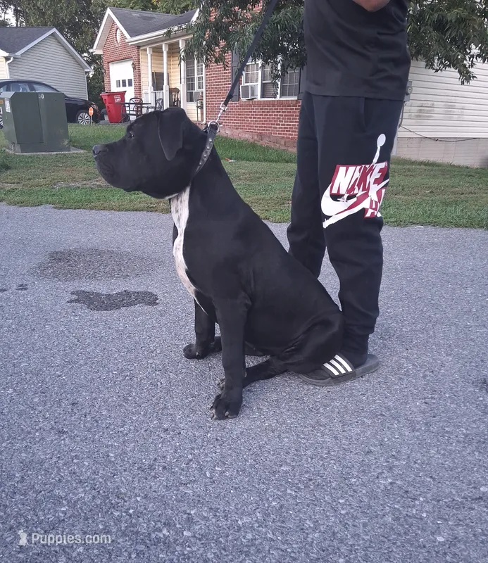 Luna – American Bully, Cane Corso puppy for sale in Martinsburg, WV
