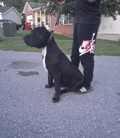 Luna, a female American Bully and Cane Corso for sale in Martinsburg, WV – 2 of 8