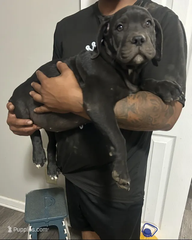 Cane corso/ XL American Bully mix/ Boerboel  – Cane Corso, Boerboel puppy for sale in Martinsburg, WV