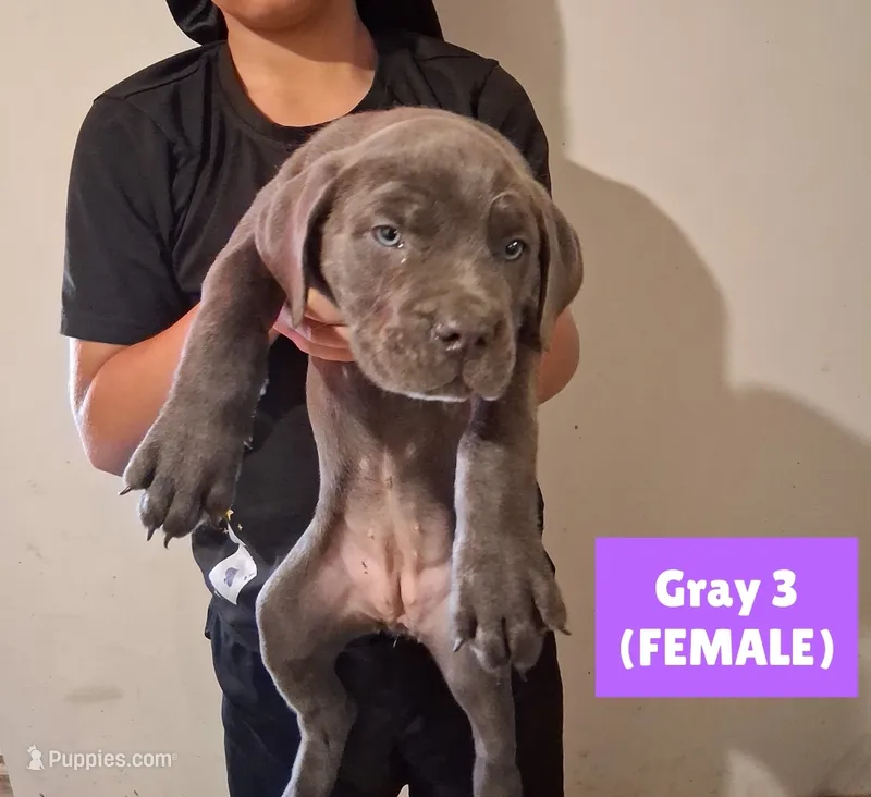 Mastiff/XL American Bully mix – American Bully, Cane Corso puppy for sale in Martinsburg, WV
