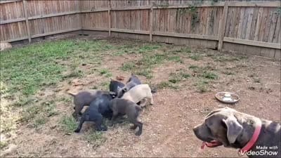 Cane corso / XL American Bully mix/ Boerboel , a female Cane Corso and Boerboel for sale in Martinsburg, WV – 2 of 3