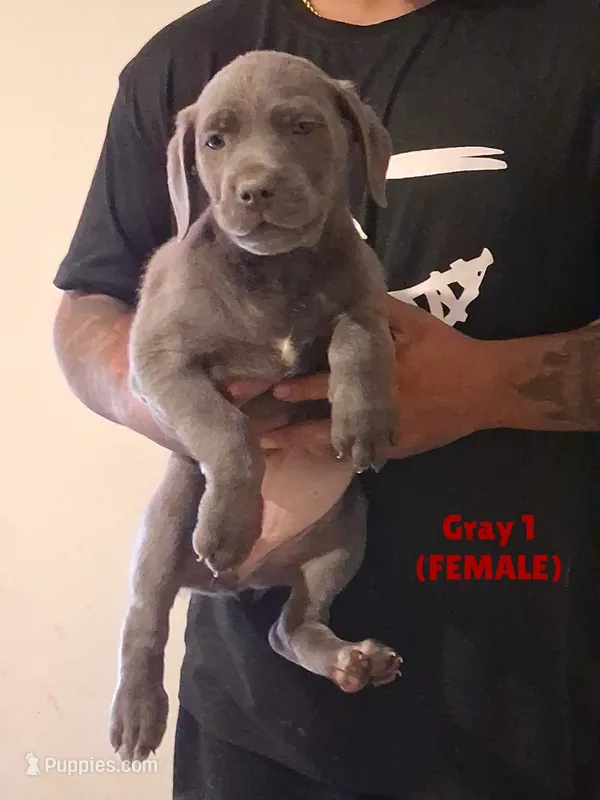 Mastiff/XL American Bully mix – American Bully, Cane Corso puppy for sale in Martinsburg, WV