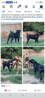Luna, a female American Bully and Cane Corso for sale in Martinsburg, WV – 7 of 8