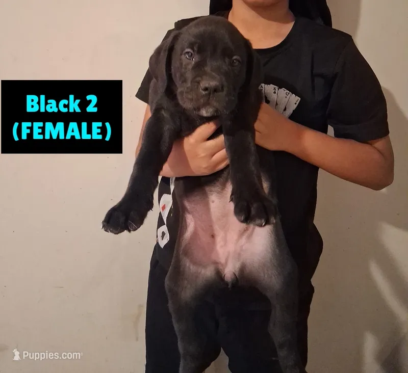 Mastiff/XL American Bully mix – American Bully, Cane Corso puppy for sale in Martinsburg, WV