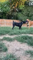 Luna, a female American Bully and Cane Corso for sale in Martinsburg, WV – 3 of 8