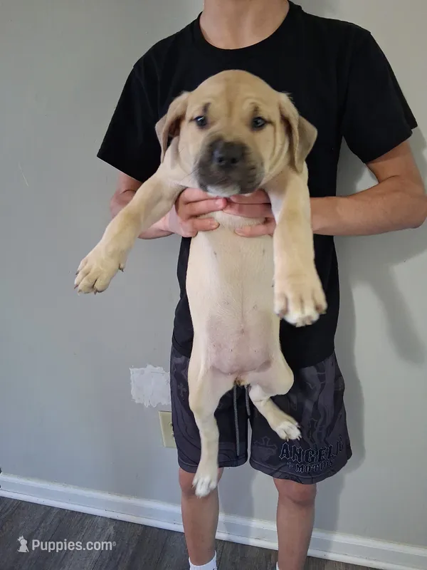 Tan pup – American Bully, Cane Corso puppy for sale in Martinsburg, WV