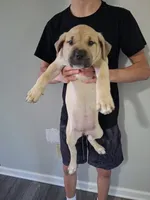Tan pup, a female American Bully and Cane Corso for sale in Martinsburg, WV – 1 of 3