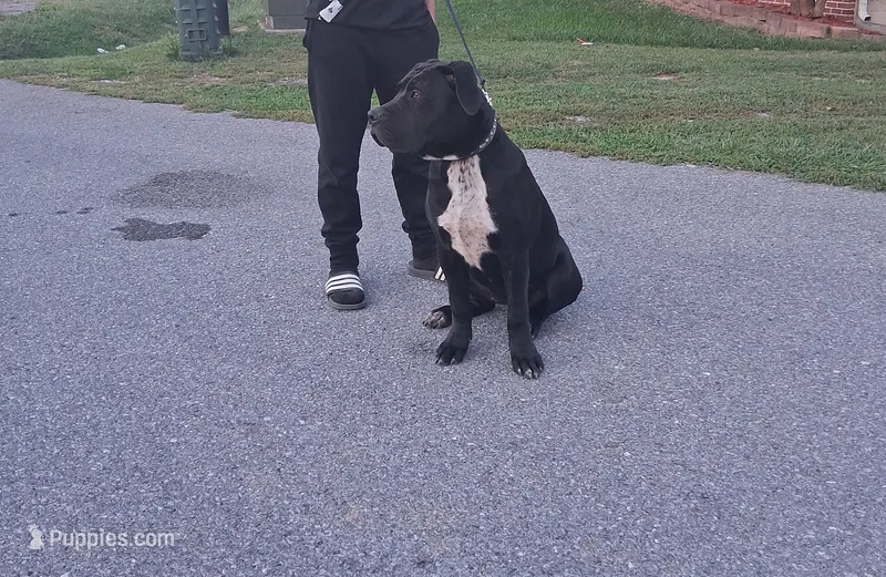 Luna – American Bully, Cane Corso puppy for sale in Martinsburg, WV