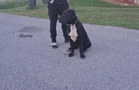 Luna, a female American Bully and Cane Corso for sale in Martinsburg, WV – 1 of 8