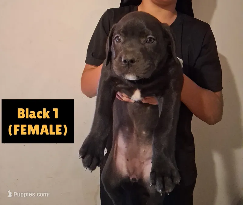 Mastiff/XL American Bully mix – American Bully, Cane Corso puppy for sale in Martinsburg, WV