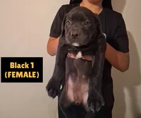Mastiff/XL American Bully mix, a female American Bully and Cane Corso for sale in Martinsburg, WV – 1 of 1