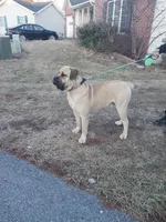 Tan pup, a female Cane Corso and Boerboel for sale in Martinsburg, WV – 4 of 6