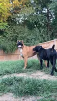 Luna, a female American Bully and Cane Corso for sale in Martinsburg, WV – 6 of 8