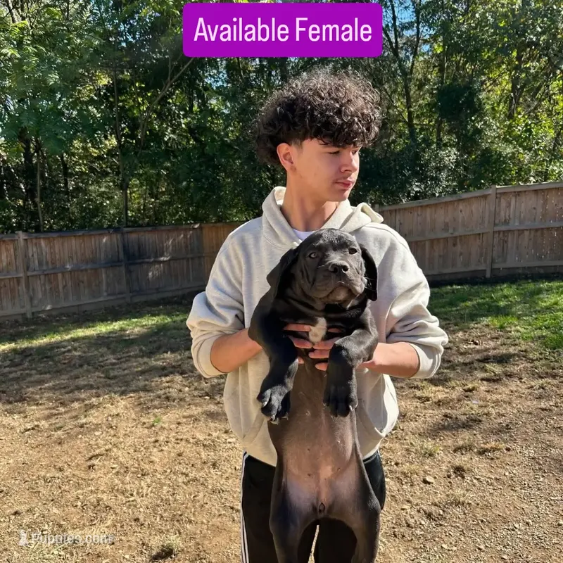Cane corso/ XL American Bully mix/ Boerboel  – Cane Corso, Boerboel puppy for sale in Martinsburg, WV