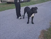 Luna, a female American Bully and Cane Corso for sale in Martinsburg, WV – 5 of 8