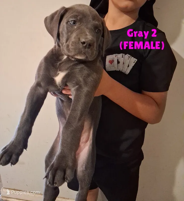 Mastiff/XL American Bully mix – American Bully, Cane Corso puppy for sale in Martinsburg, WV