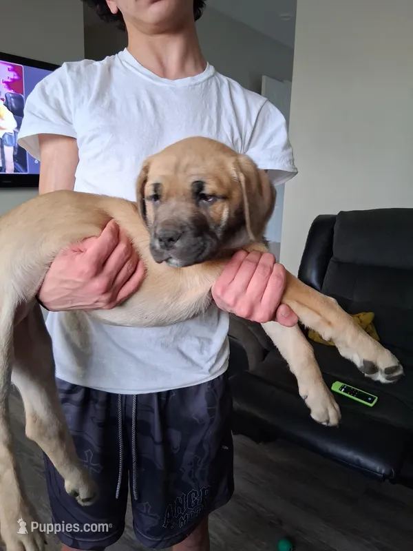 Mastiff/XL American Bully mix – American Bully, Cane Corso puppy for sale in Martinsburg, WV