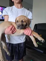 Mastiff/XL American Bully mix, a female American Bully and Cane Corso for sale in Martinsburg, WV – Photo 1 of 5