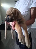 Mastiff/XL American Bully mix, a female American Bully and Cane Corso for sale in Martinsburg, WV – Photo 4 of 5